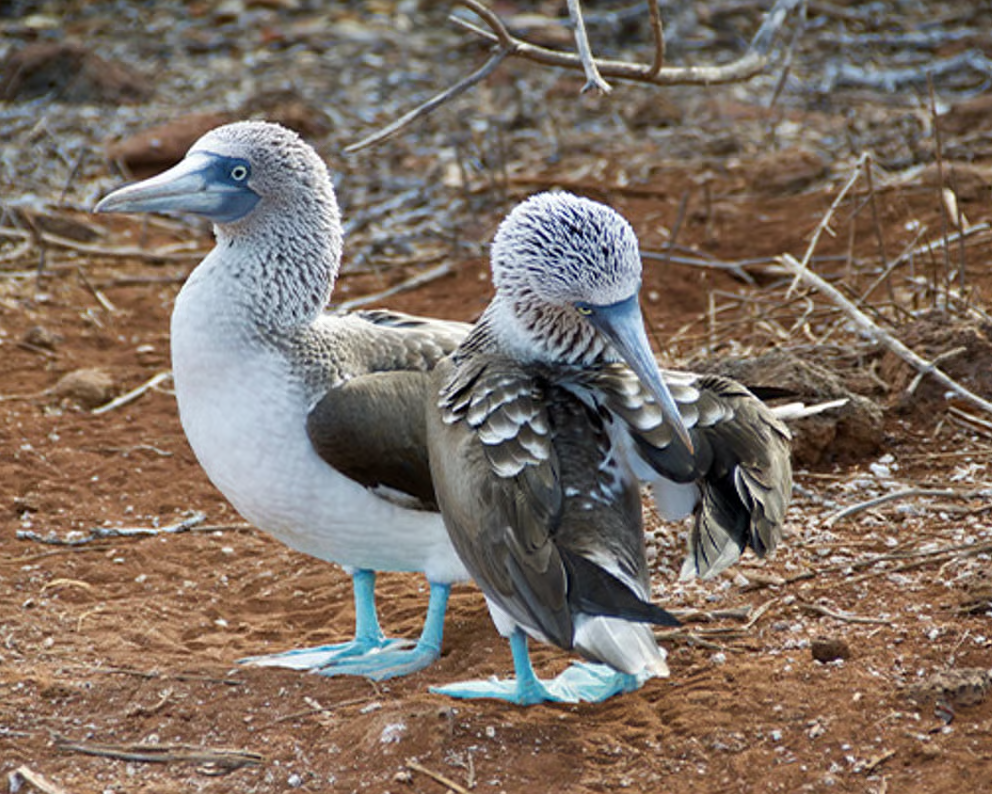 Ecuador și Galapagos