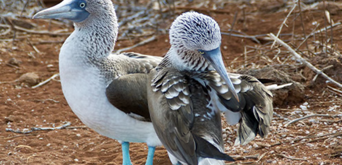 Ecuador și Galapagos